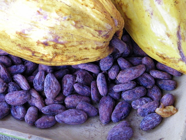 Cacao pod + beans