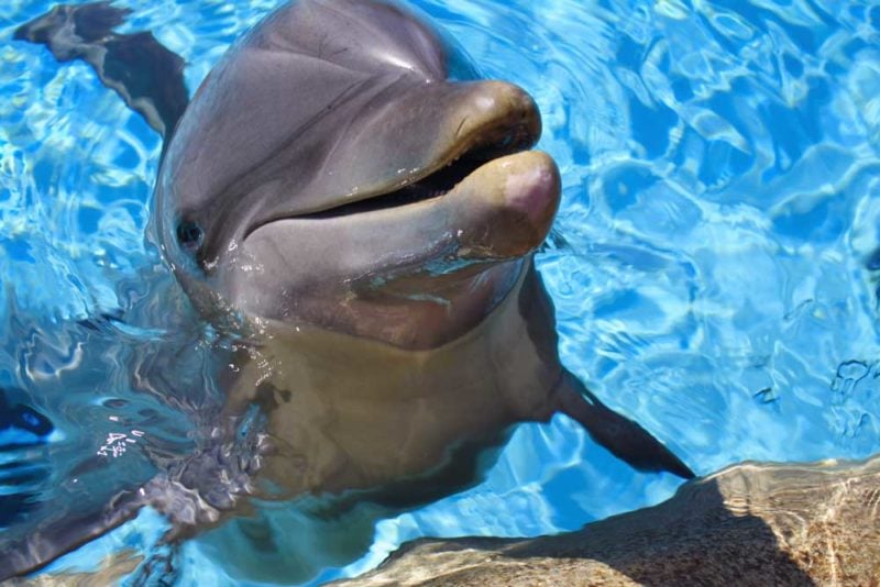 Dolphins in the Water around Hawaii