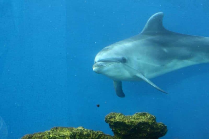 Dolphins in the Water around Hawaii