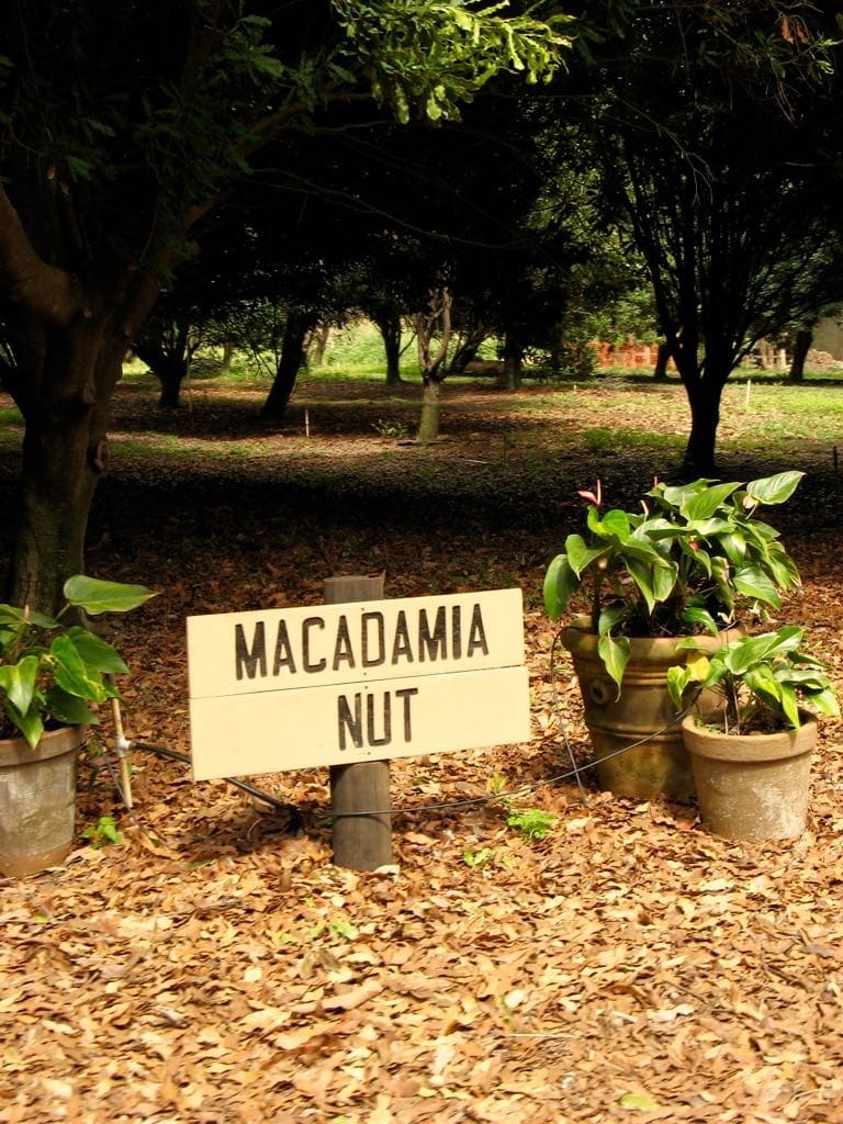 macadamia nut hawaii tour