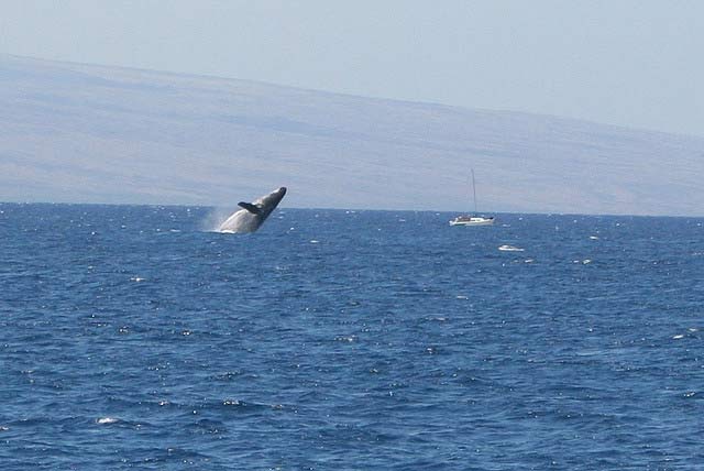 A Humpback breaches near the Big Island, Hawaii