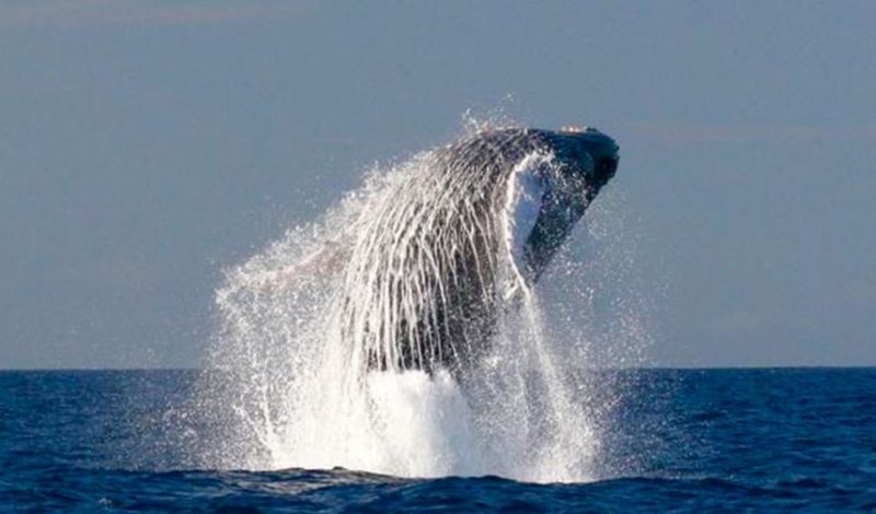 Breaching humpback whale on Hawaii