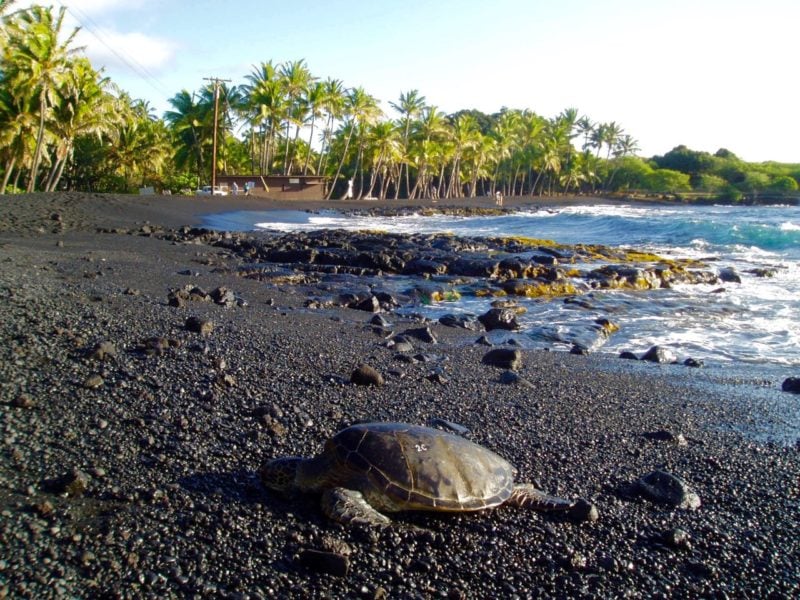 turtle on Punaluu beach