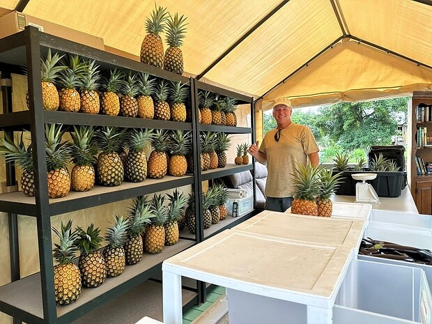 Pineapple Patch Farmstand