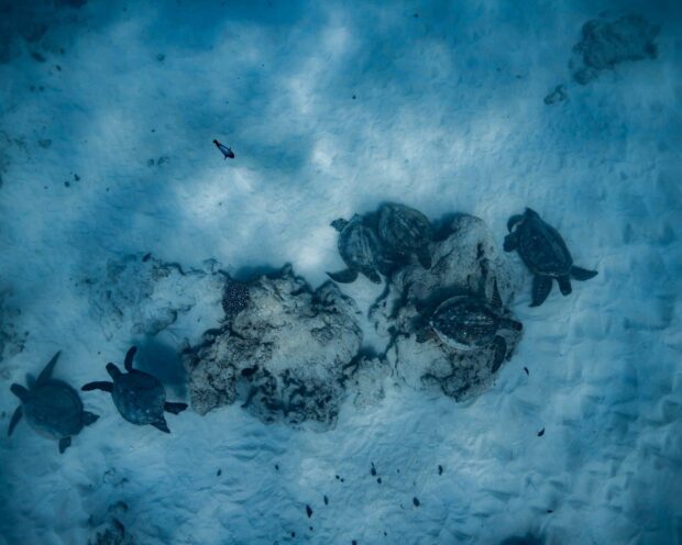 6 turtles under water