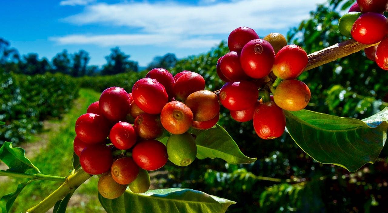 big island kona coffee tours