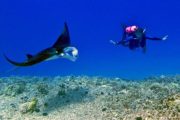 scuba diver and manta ray swim at the waters of the big island, hawaii