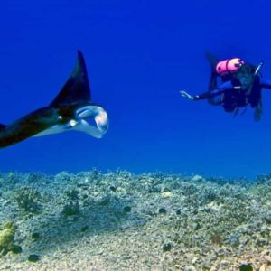 scuba diver and manta ray swim at the waters of the big island, hawaii