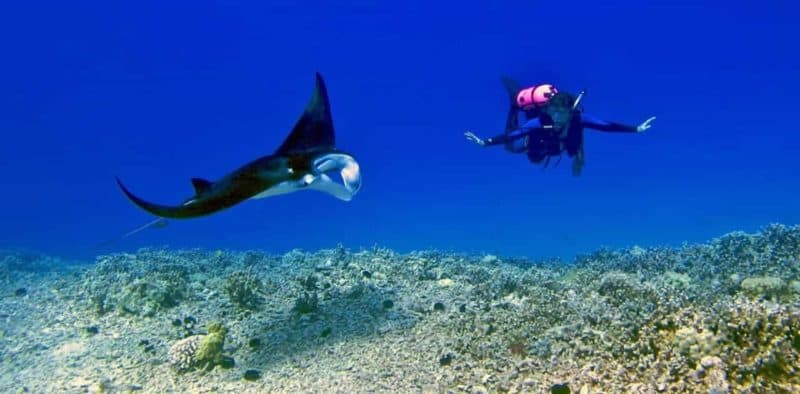 scuba diver and manta ray swim at the waters of the big island, hawaii