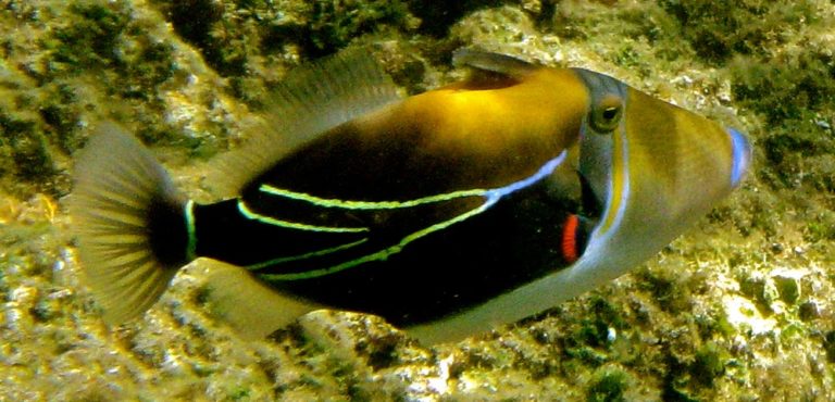Humuhumunukunukuapuaa (reef trigger fish)