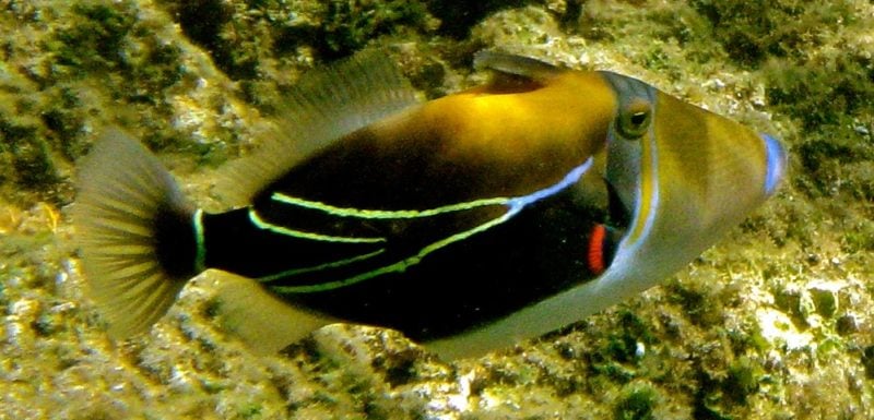 Humuhumunukunukuapuaa (reef trigger fish)