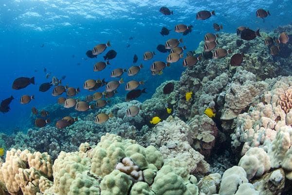 Coral heads and reef fish underwater at the Captain Cook monument reef in Kealakekua Bay