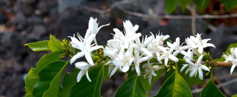 kona snow, coffee flower, hawaii