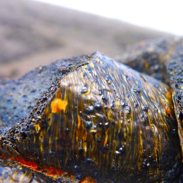 Pahoehoe lava