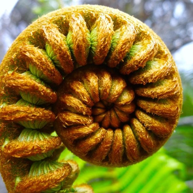 Hāpuʻu tree fern