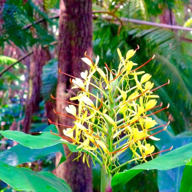Kahili ginger (Hedychium Gardnerianum)