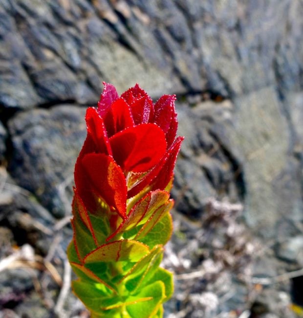 A young ‘Ōhelo (in the HVNP)