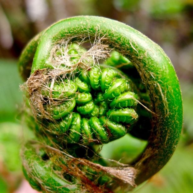 Young Hapu’u Fern