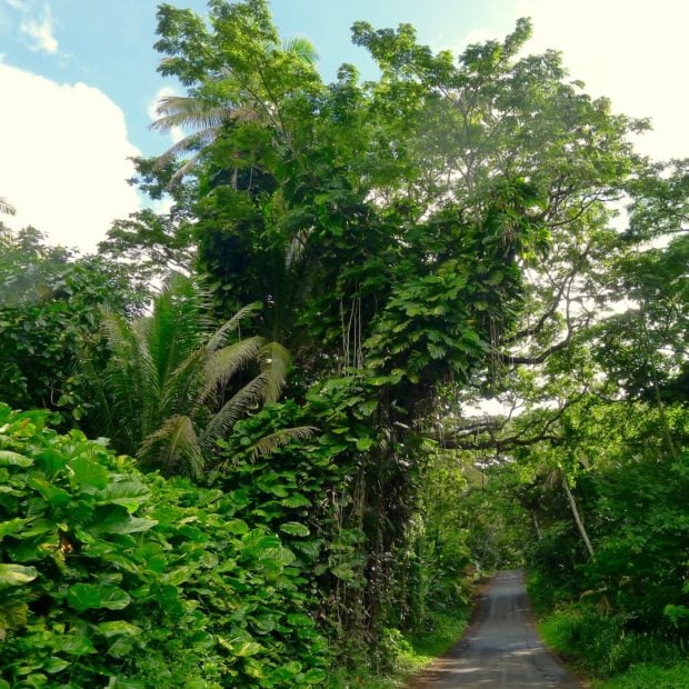 The Kapoho-Kalapana road