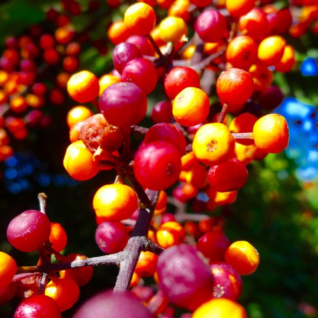 Ti Berries