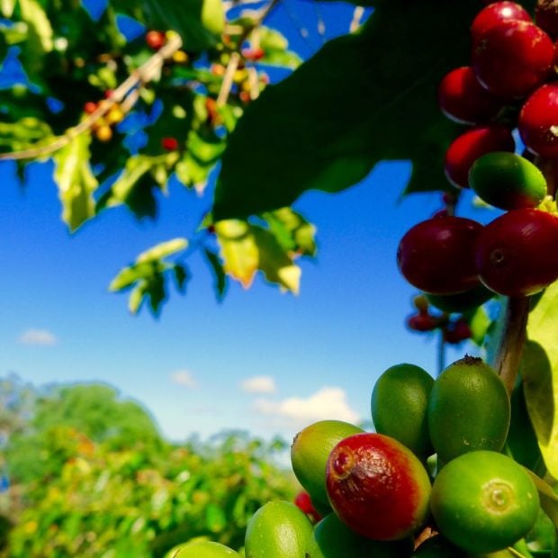 Visit a Kona Coffee Farm
