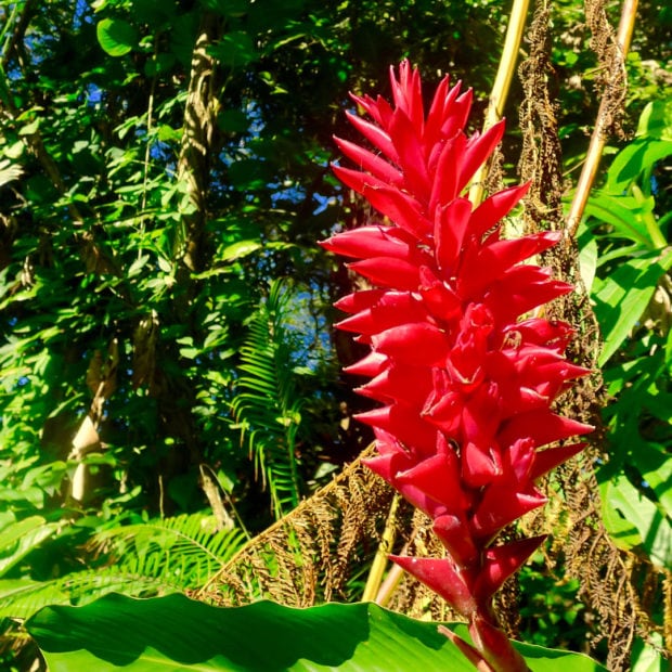 Red Ginger (Alpinia purpurata)