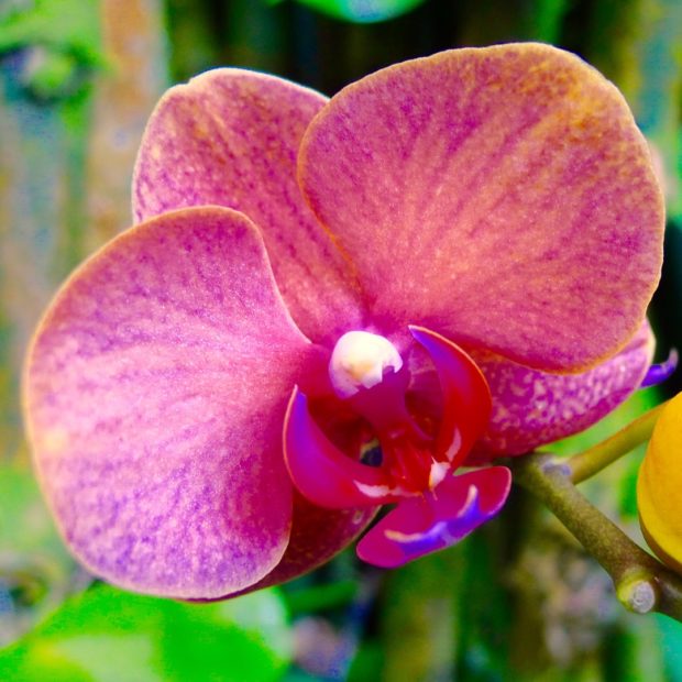 Orchids!