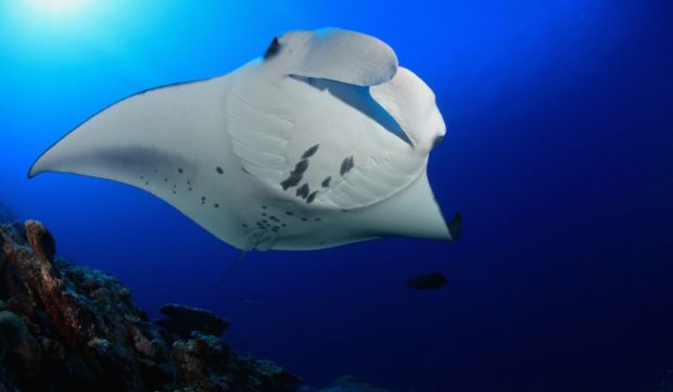 manta ray in hawaii