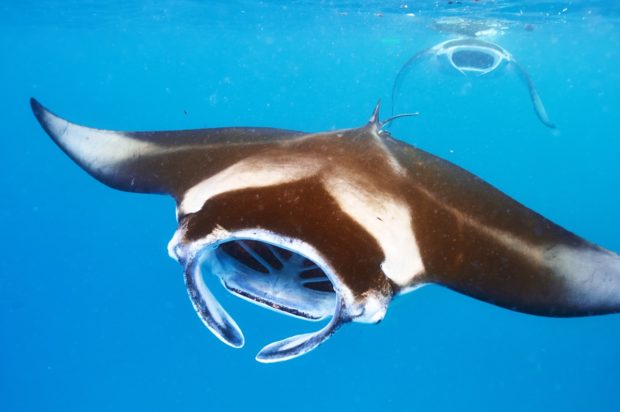 Sunset Manta Ray Night Snorkel at Keauhou Bay