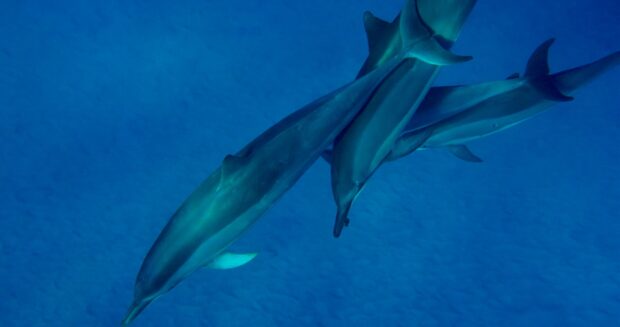 Hawaiian spinner dolphins (naiʻa) swimming in Kealakekua Bay