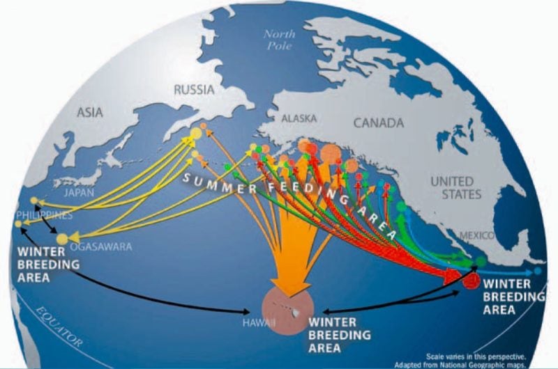 humpback whale migration chart