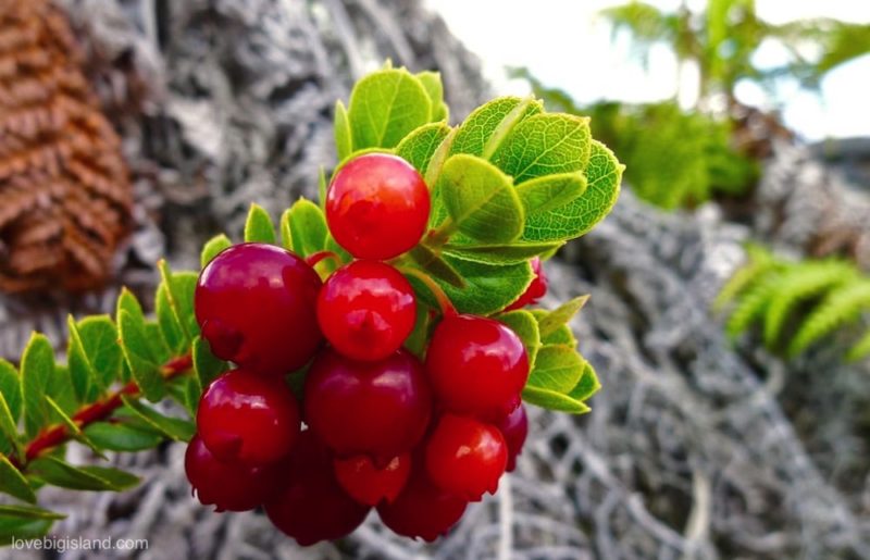 ohelo berries berry big island hawaii