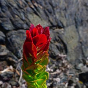 ohelo plant big island hawaii