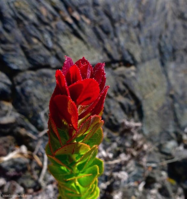 ohelo plant big island hawaii