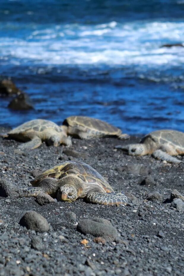 Green sea turtles resting on the black sand at Punaluʻu Beach