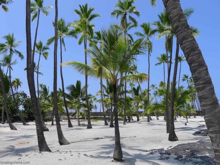 Coconut grove in the Puuhonua o Honaunau National Park