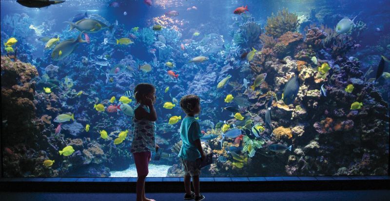 2 kids in fron of the shallow reef exhibit in the Maui Ocean Center