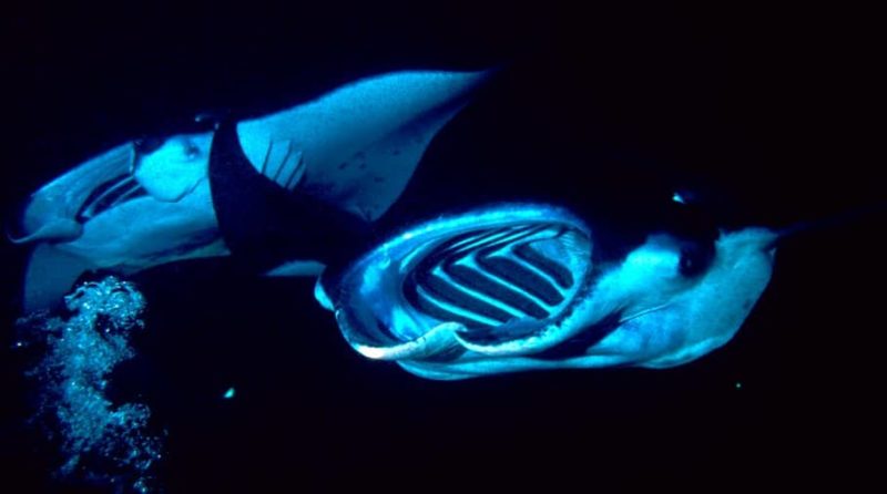 Two Manta Rays Feeding At Night off Kona, Hawaii. Image credit: wikipedia.