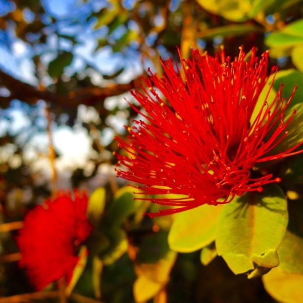 ‘Ohia Lehua flower