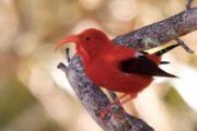 An adult I'iwi in Hawaii