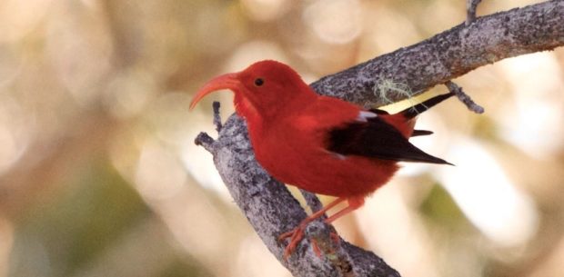 An adult I'iwi in Hawaii