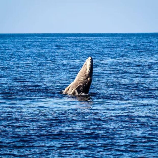 Humpback whale breaching the surface