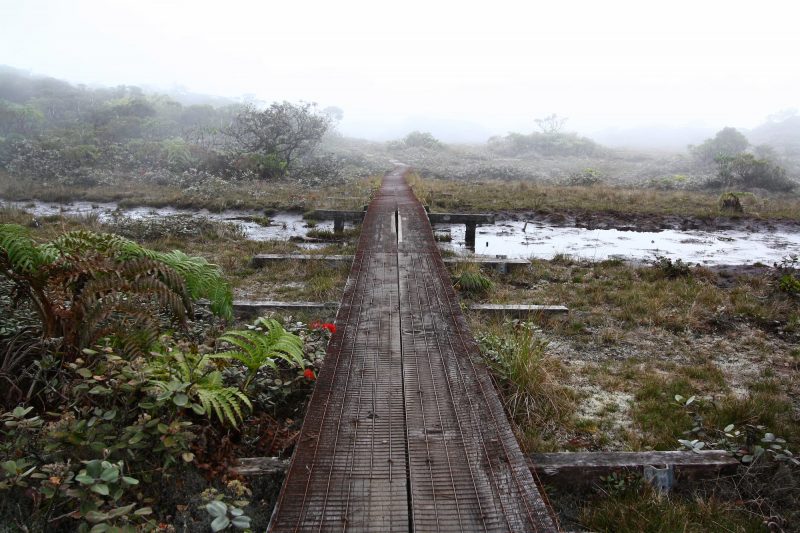 The Alakai Swamp Trail wooden boardwalk