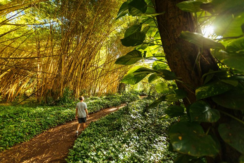 Man exploring bamboo forest in the Allerton Garden on Kauaʻi