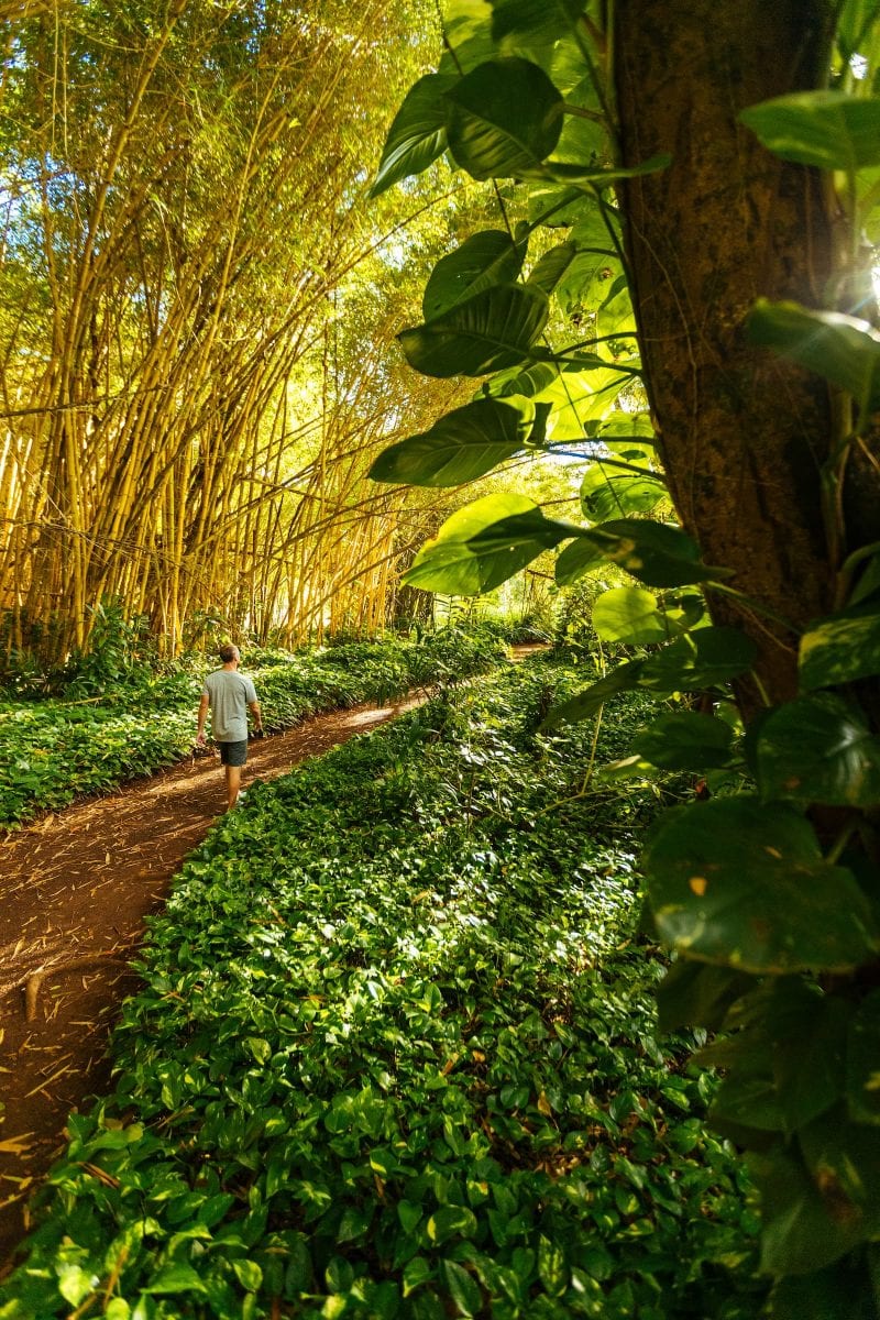 The Allerton Garden on Kauai