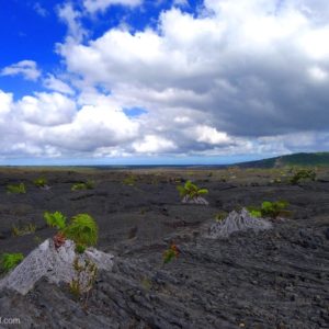 big island amau fern