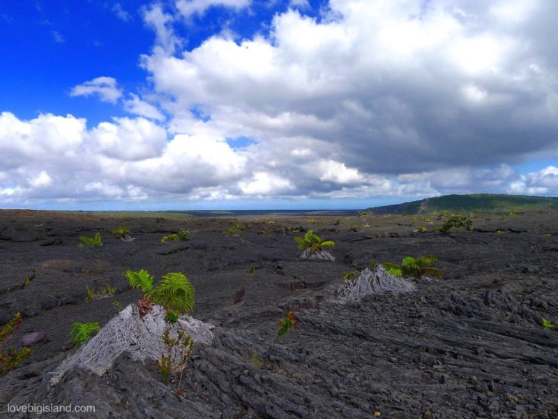 big island amau fern