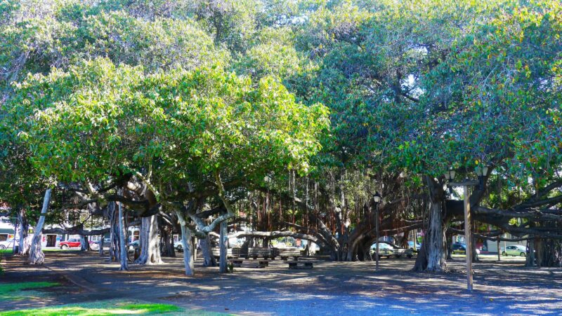banyan tree park on maui