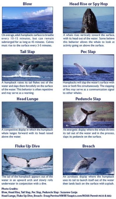 whale behaviors