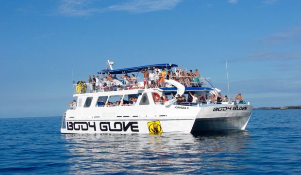 Whale Watching Cruise from Kona